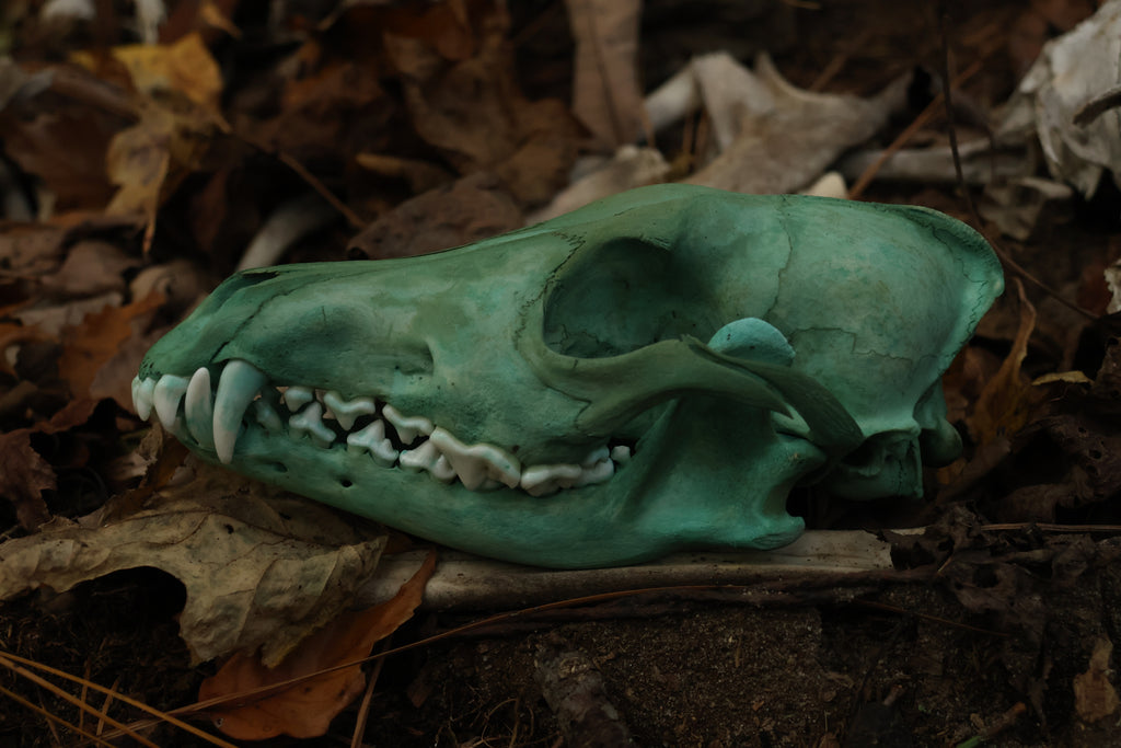 Moonlit Grove Coyote Skull