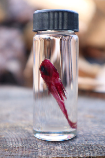 Diaphonized Male Balloon Ram Fish