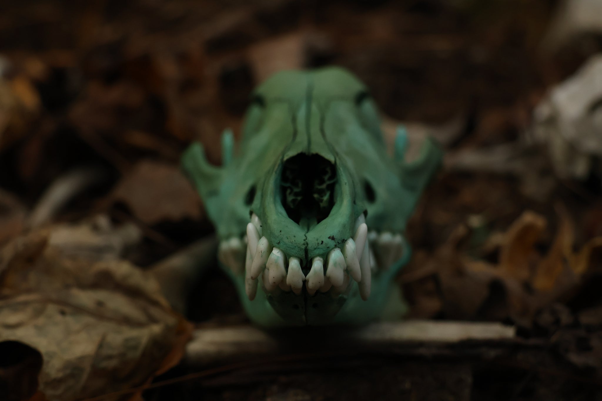 Moonlit Grove Coyote Skull