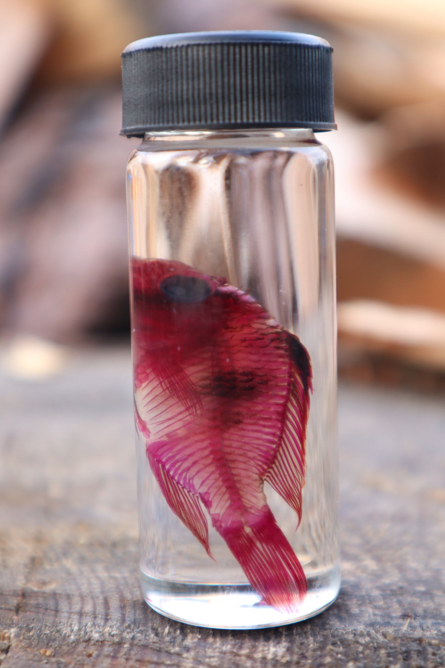 Diaphonized Male Balloon Ram Fish
