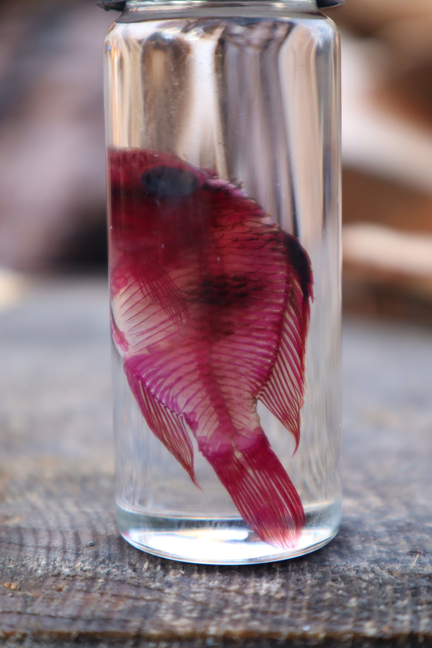 Diaphonized Male Balloon Ram Fish