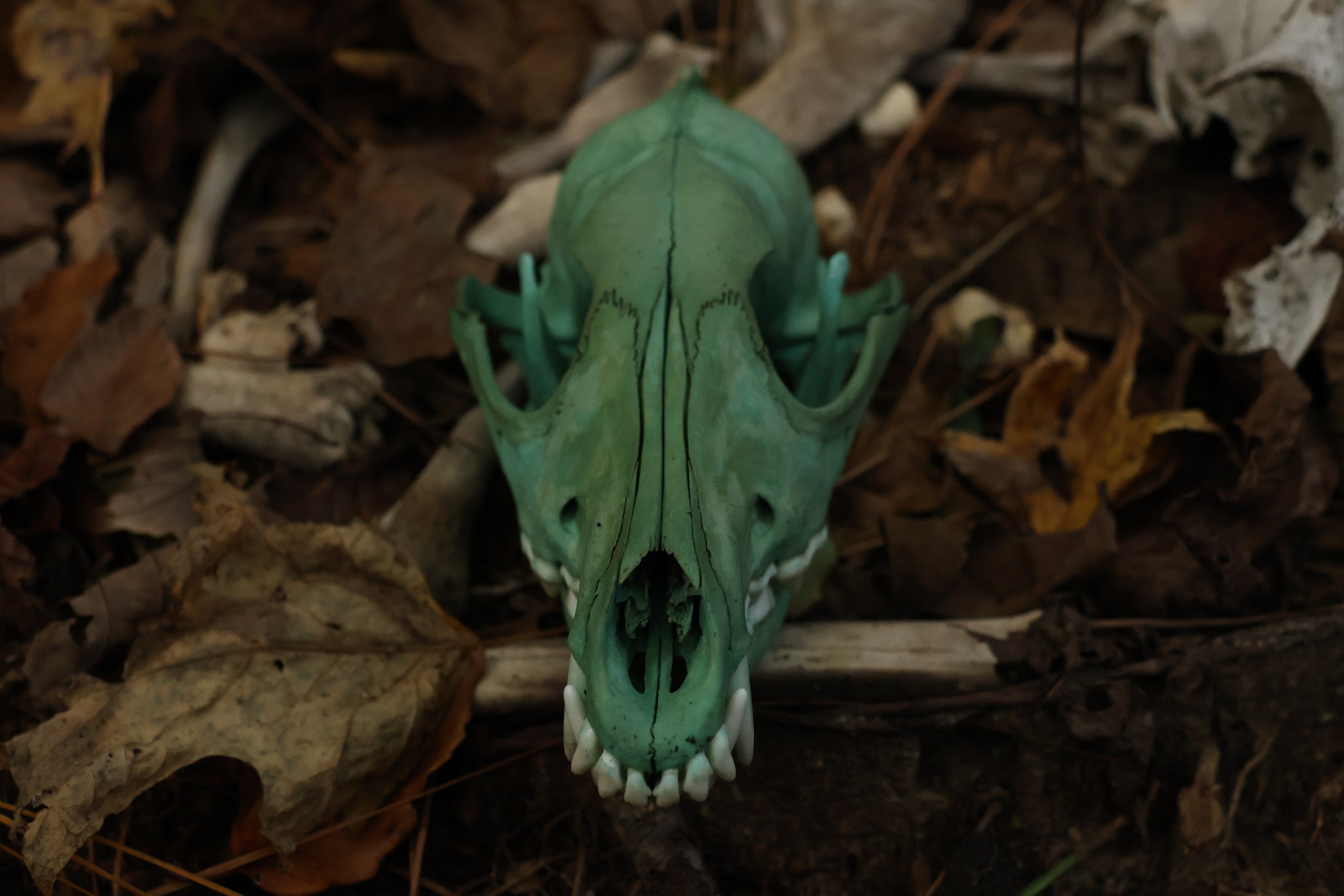 Moonlit Grove Coyote Skull