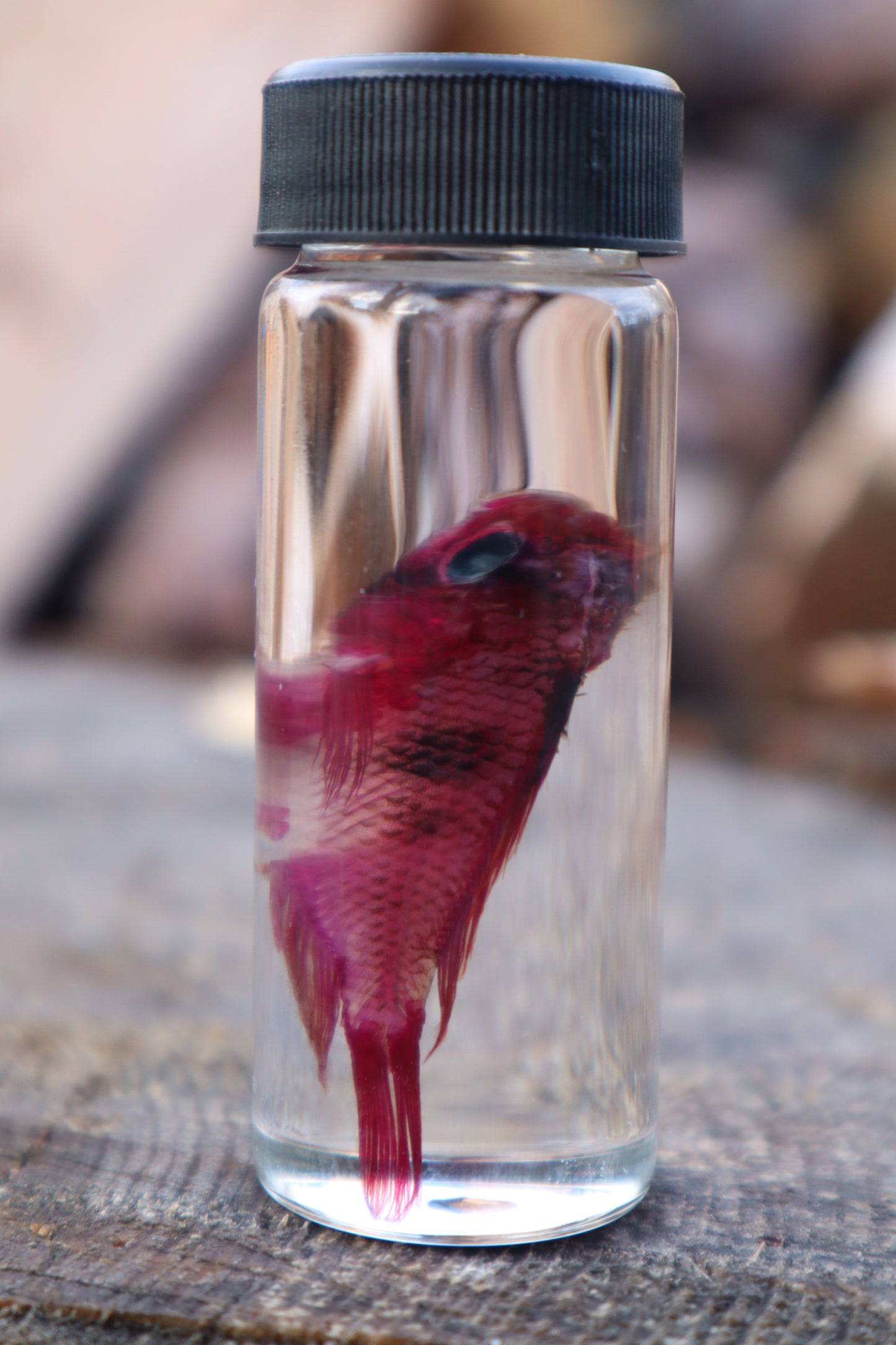 Diaphonized Male Balloon Ram Fish
