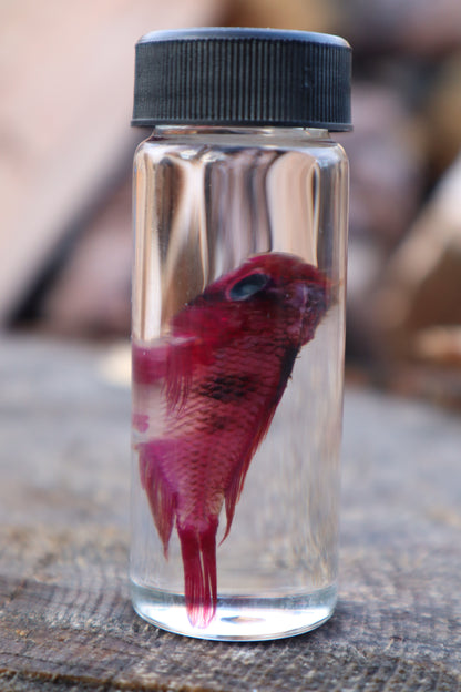 Diaphonized Male Balloon Ram Fish