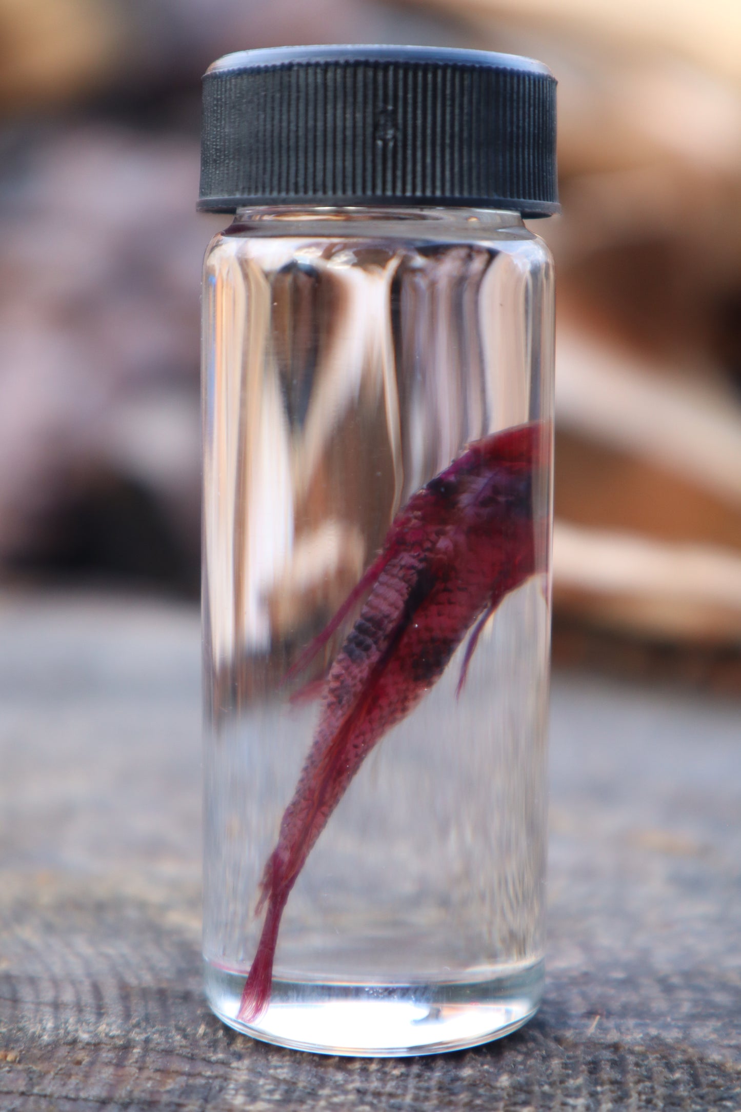 Diaphonized Male Balloon Ram Fish
