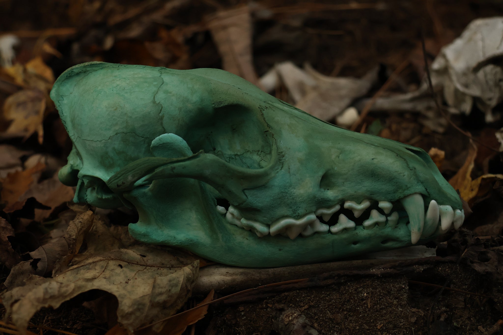 Moonlit Grove Coyote Skull