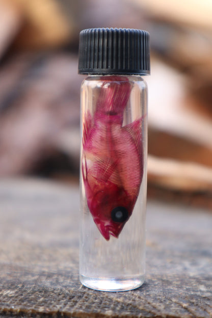 Diaphonized Female Balloon Ram Fish