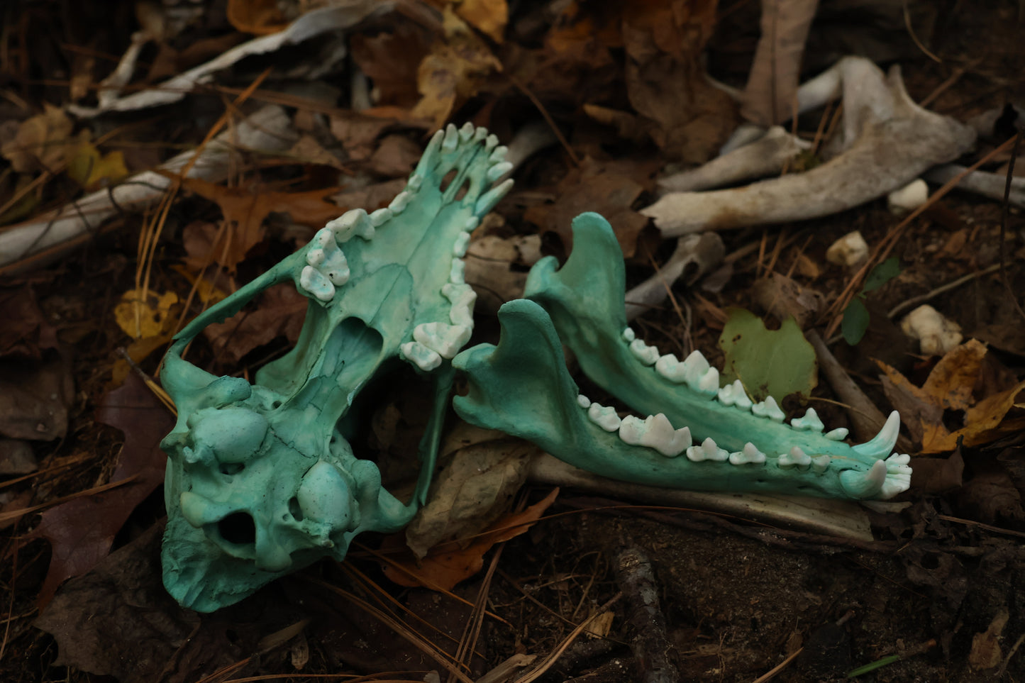 Moonlit Grove Coyote Skull