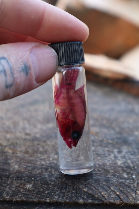 Diaphonized Female Balloon Ram Fish
