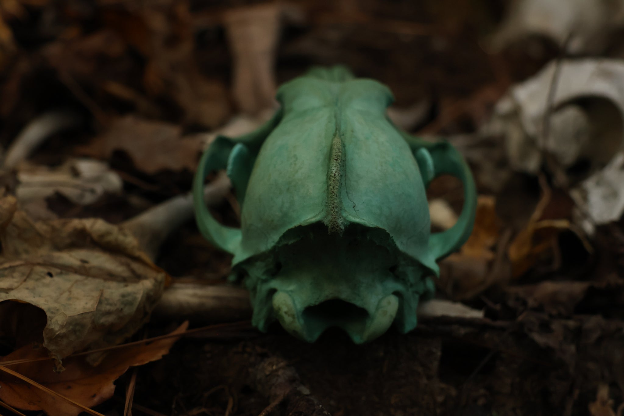 Moonlit Grove Coyote Skull