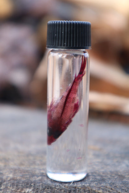 Diaphonized Female Balloon Ram Fish
