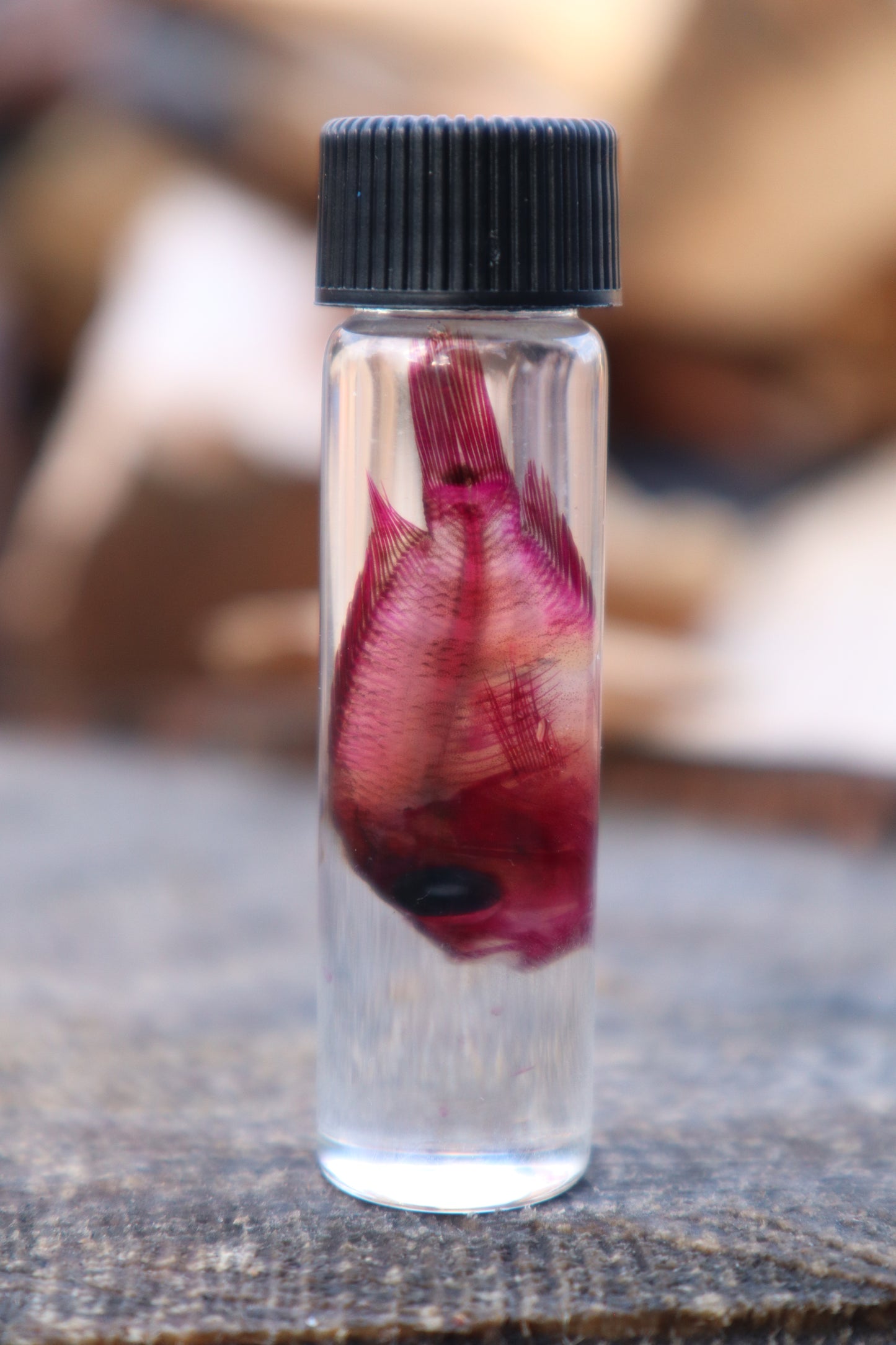 Diaphonized Female Balloon Ram Fish