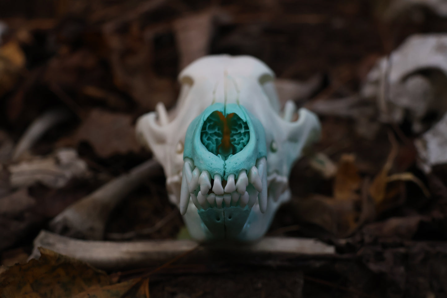 Blue Copper Coyote Skull
