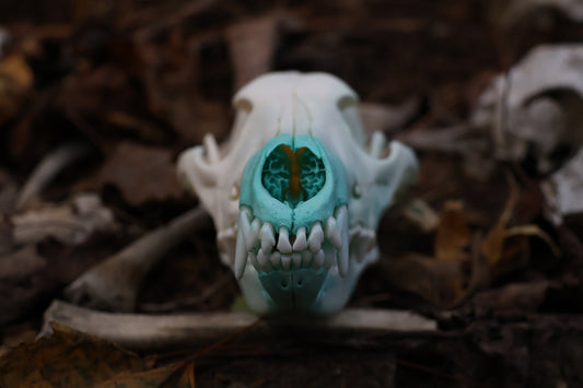 Blue Copper Coyote Skull
