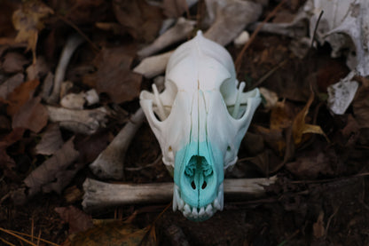 Blue Copper Coyote Skull