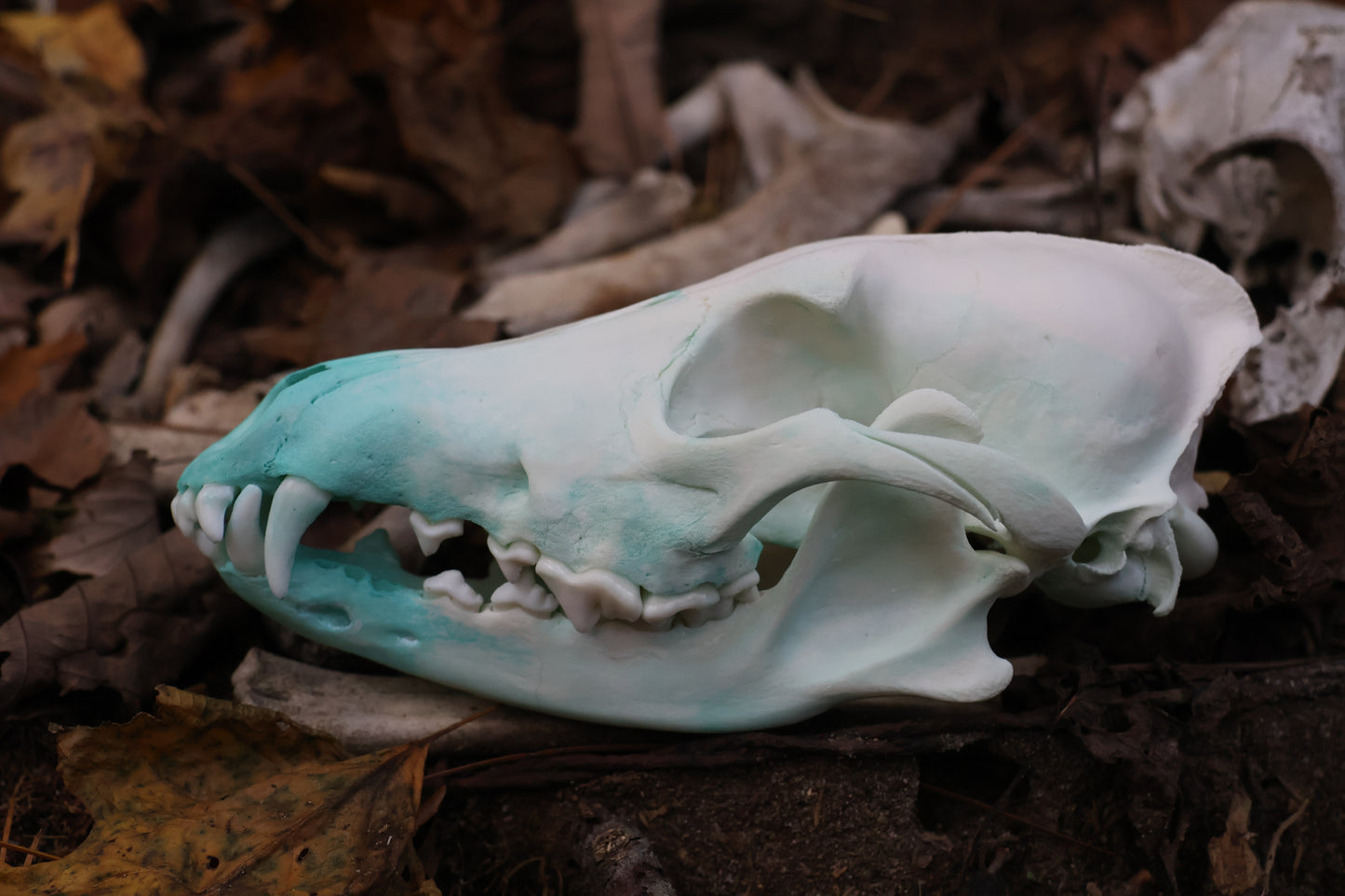 Blue Copper Coyote Skull