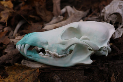 Blue Copper Coyote Skull