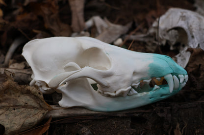 Blue Copper Coyote Skull