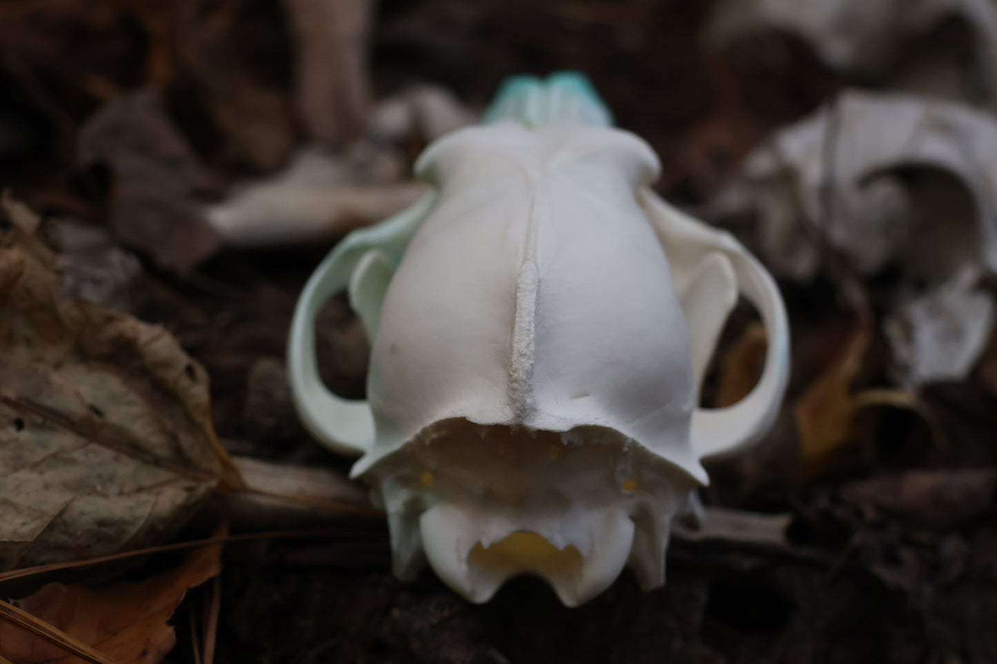 Blue Copper Coyote Skull