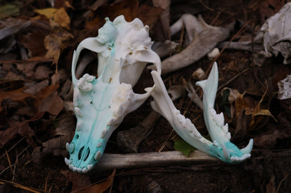 Blue Copper Coyote Skull