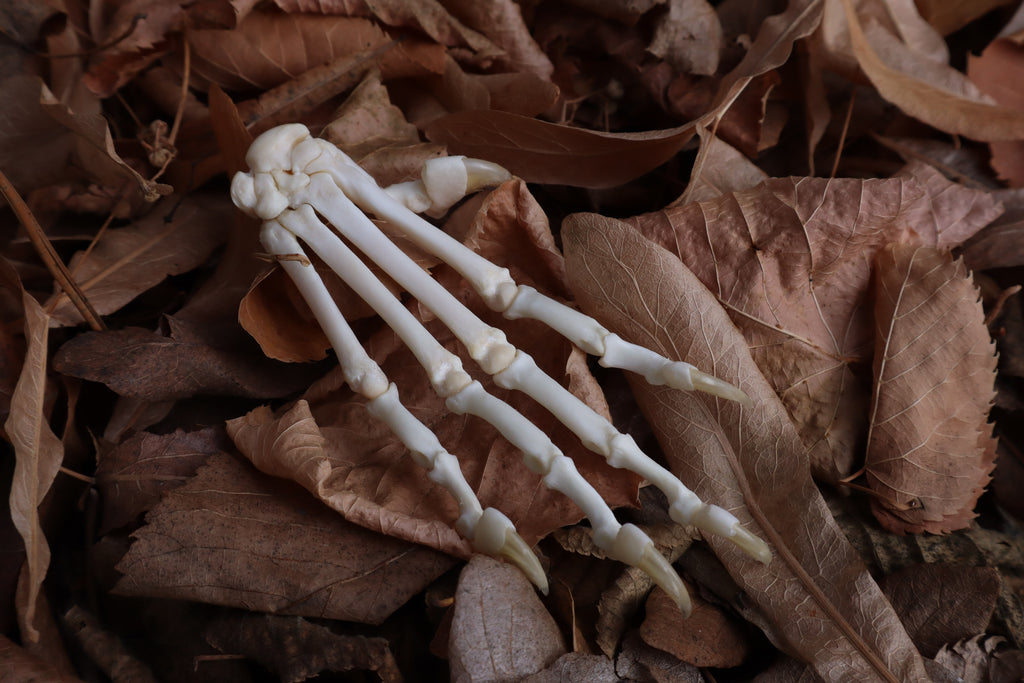 Bobcat Paw Articulation