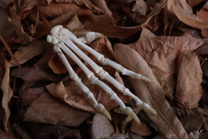 Bobcat Paw Articulation