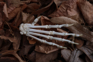 Bobcat Paw Articulation
