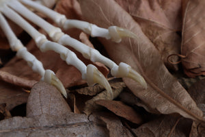 Bobcat Paw Articulation