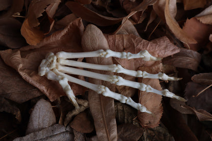 Bobcat Paw Articulation