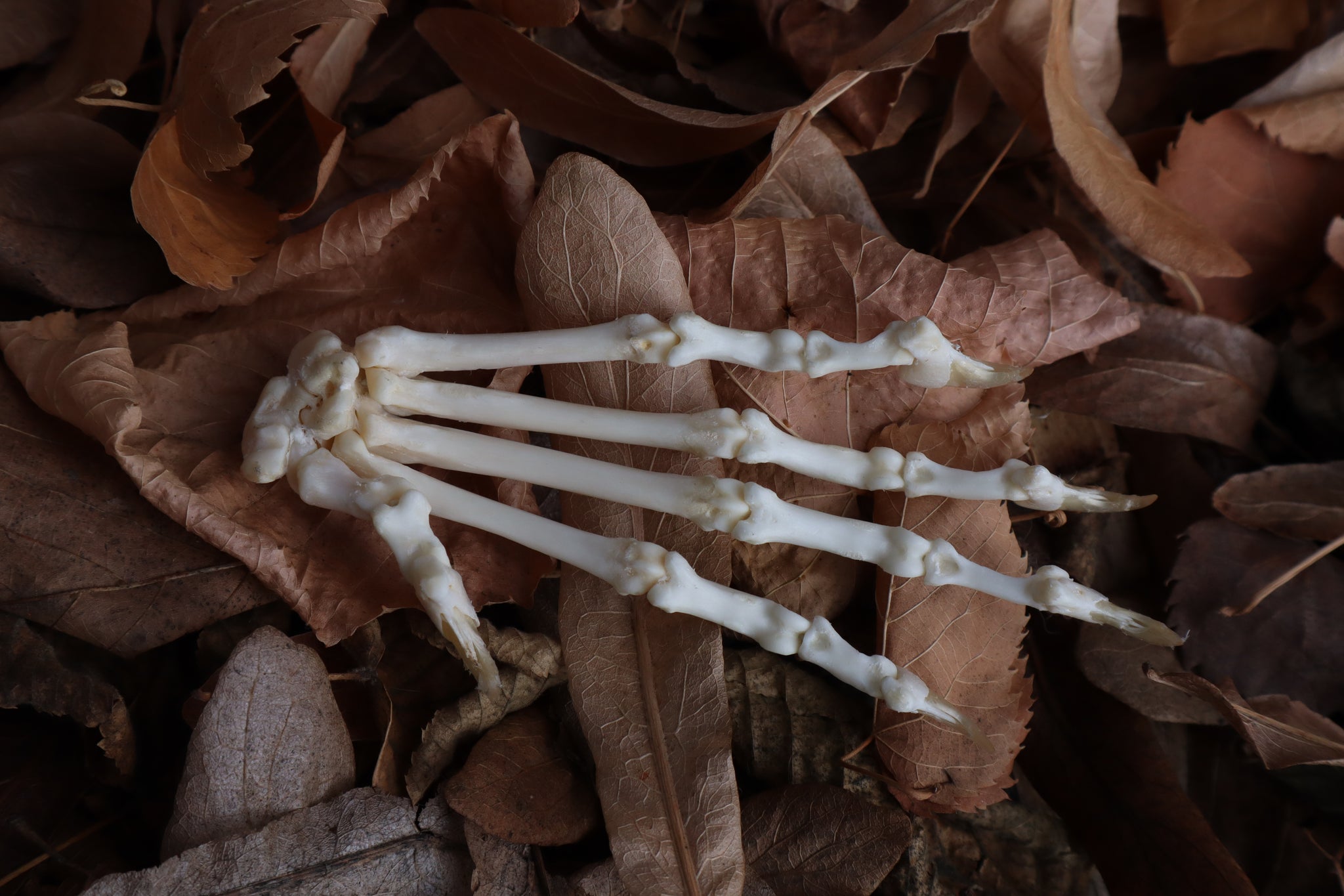 Bobcat Paw Articulation