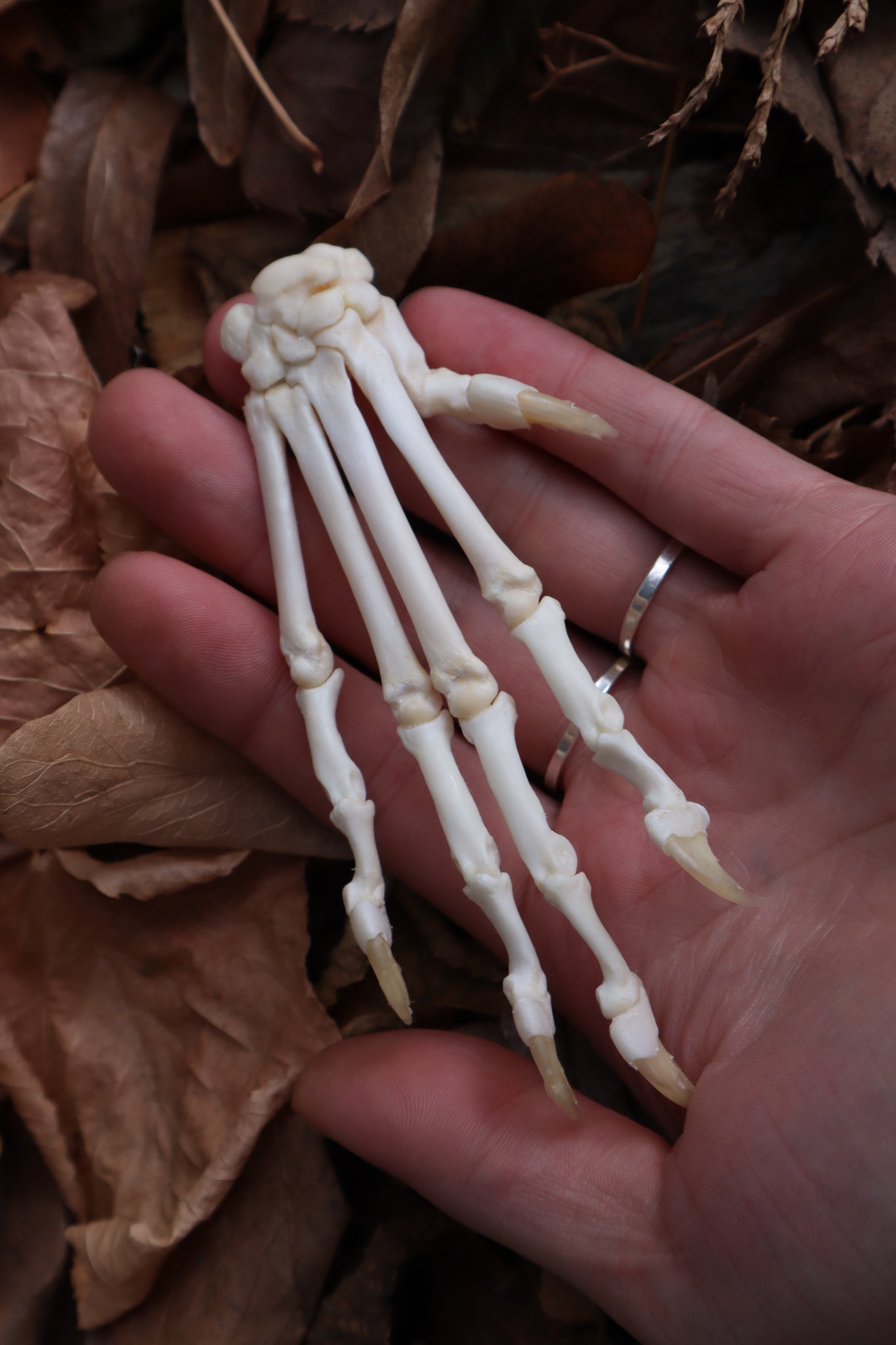 Bobcat Paw Articulation