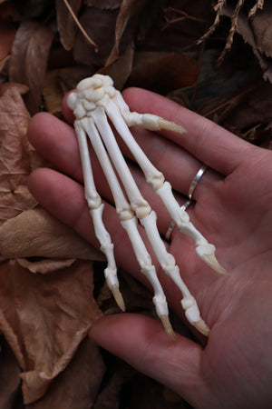 Bobcat Paw Articulation