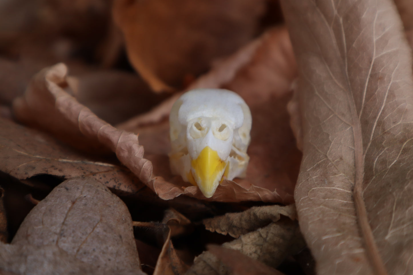 Parakeet Skull