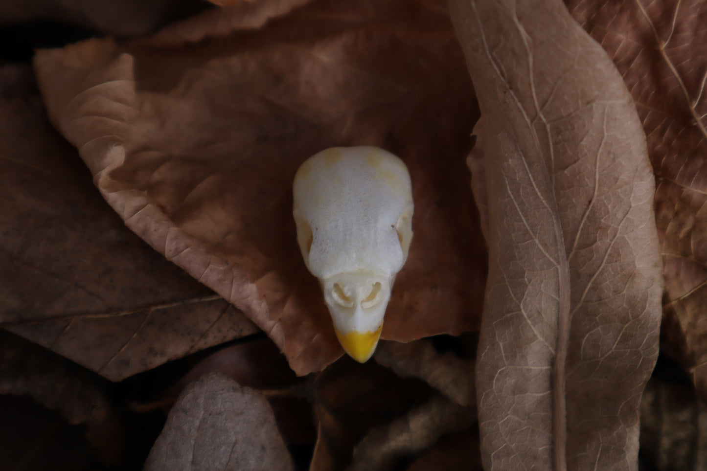 Parakeet Skull