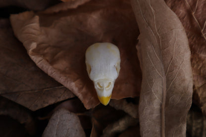 Parakeet Skull