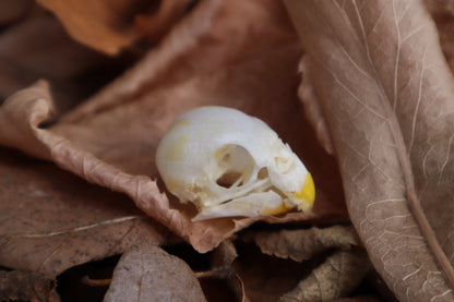Parakeet Skull