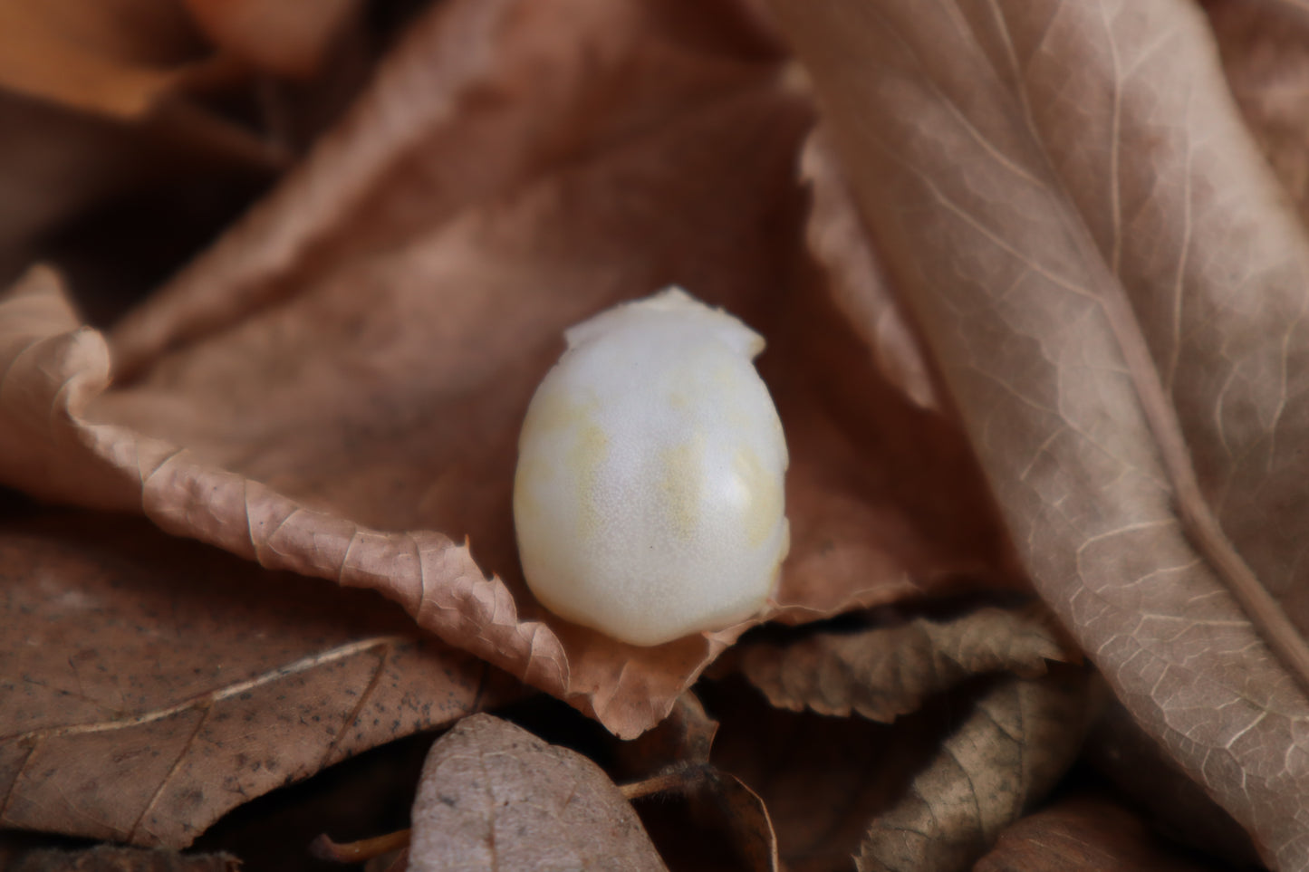 Parakeet Skull