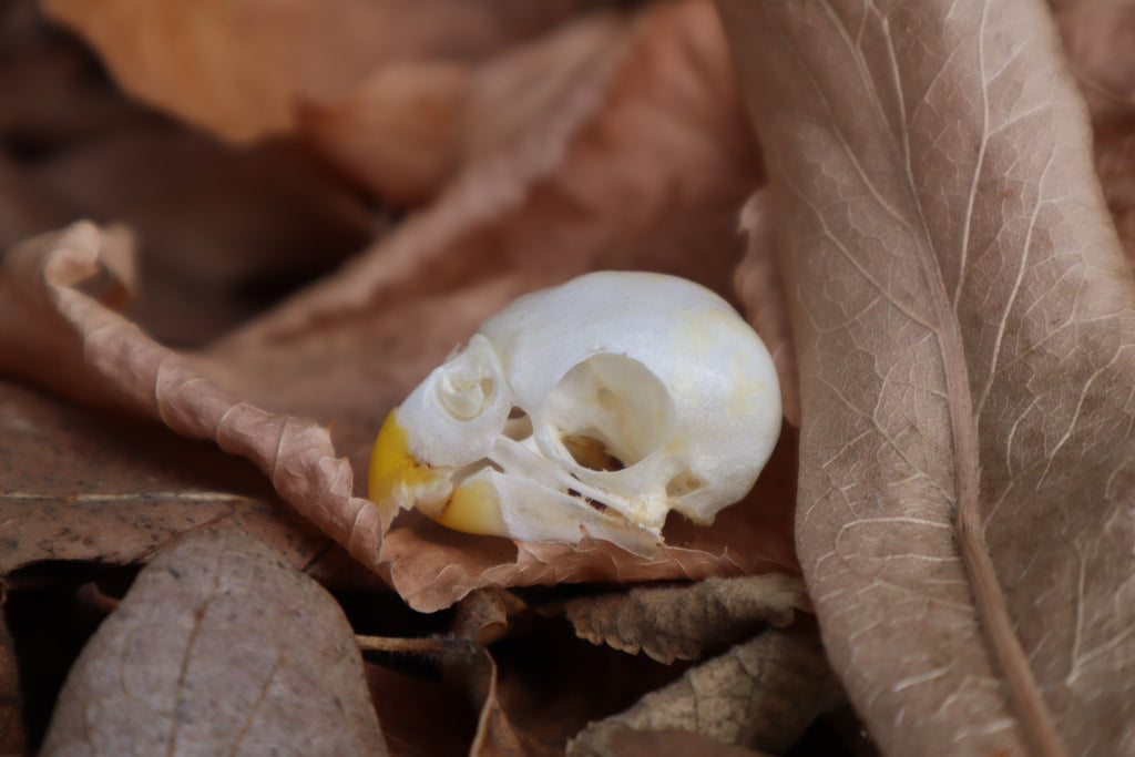 Parakeet Skull