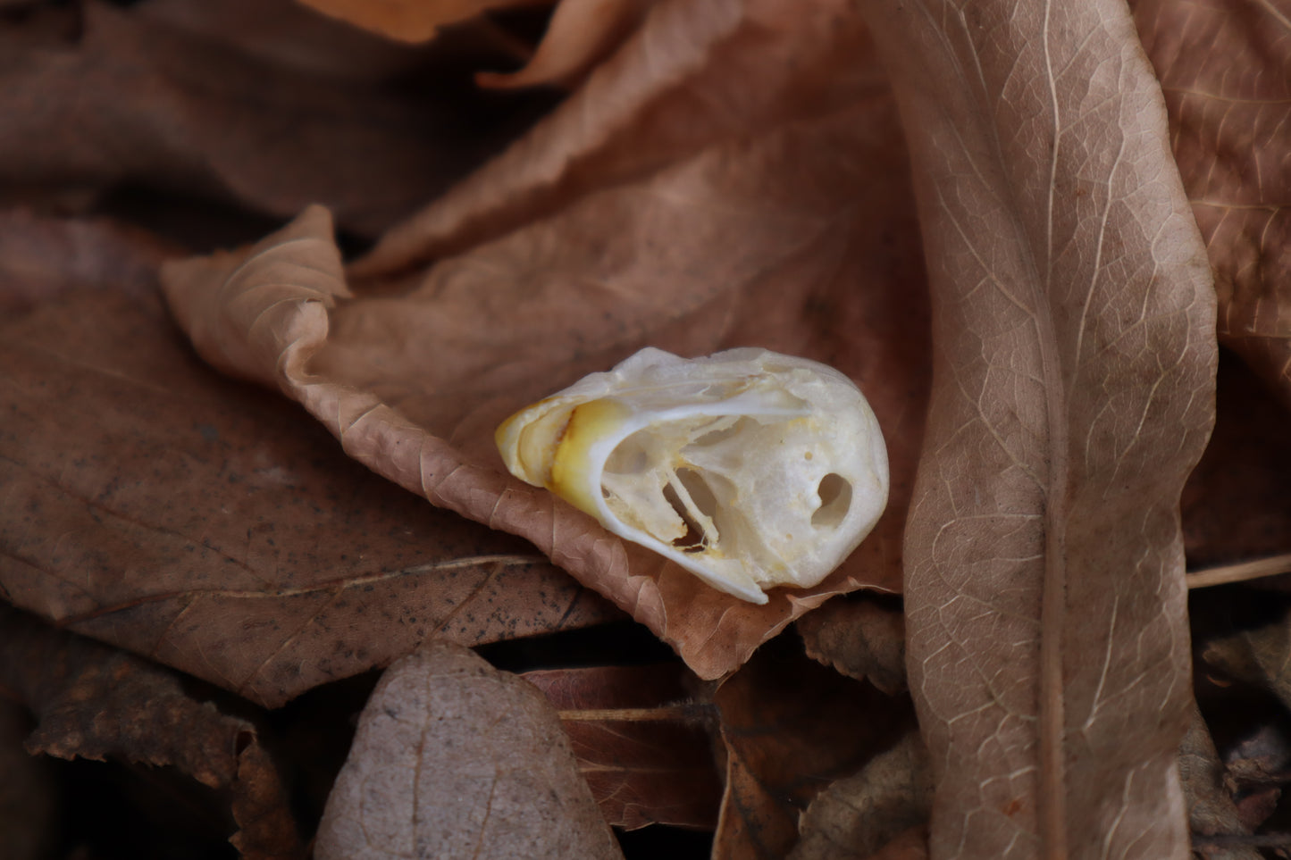 Parakeet Skull