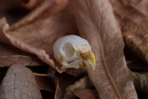 Parakeet Skull