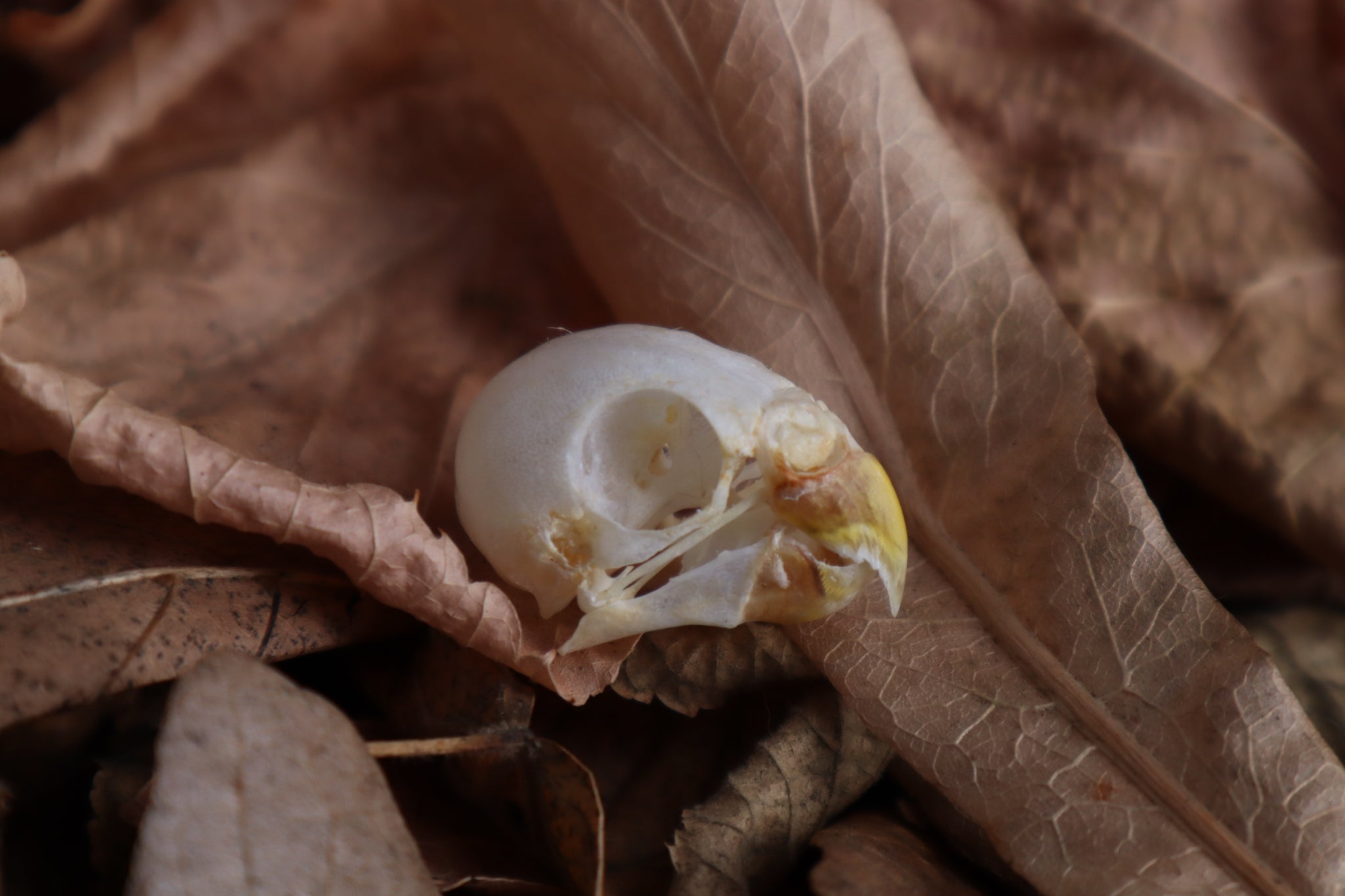 Parakeet Skull