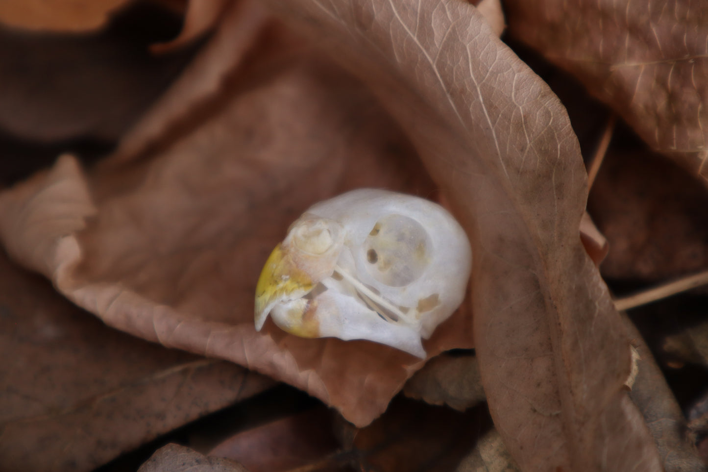 Parakeet Skull