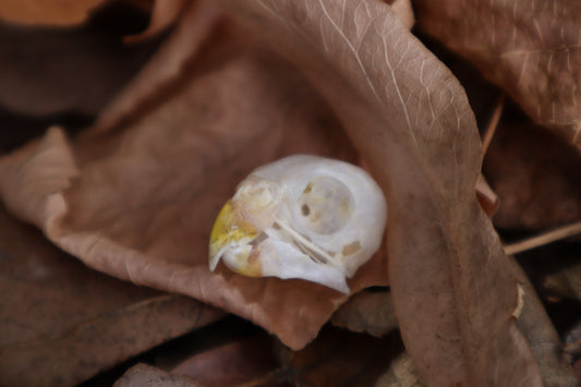 Parakeet Skull