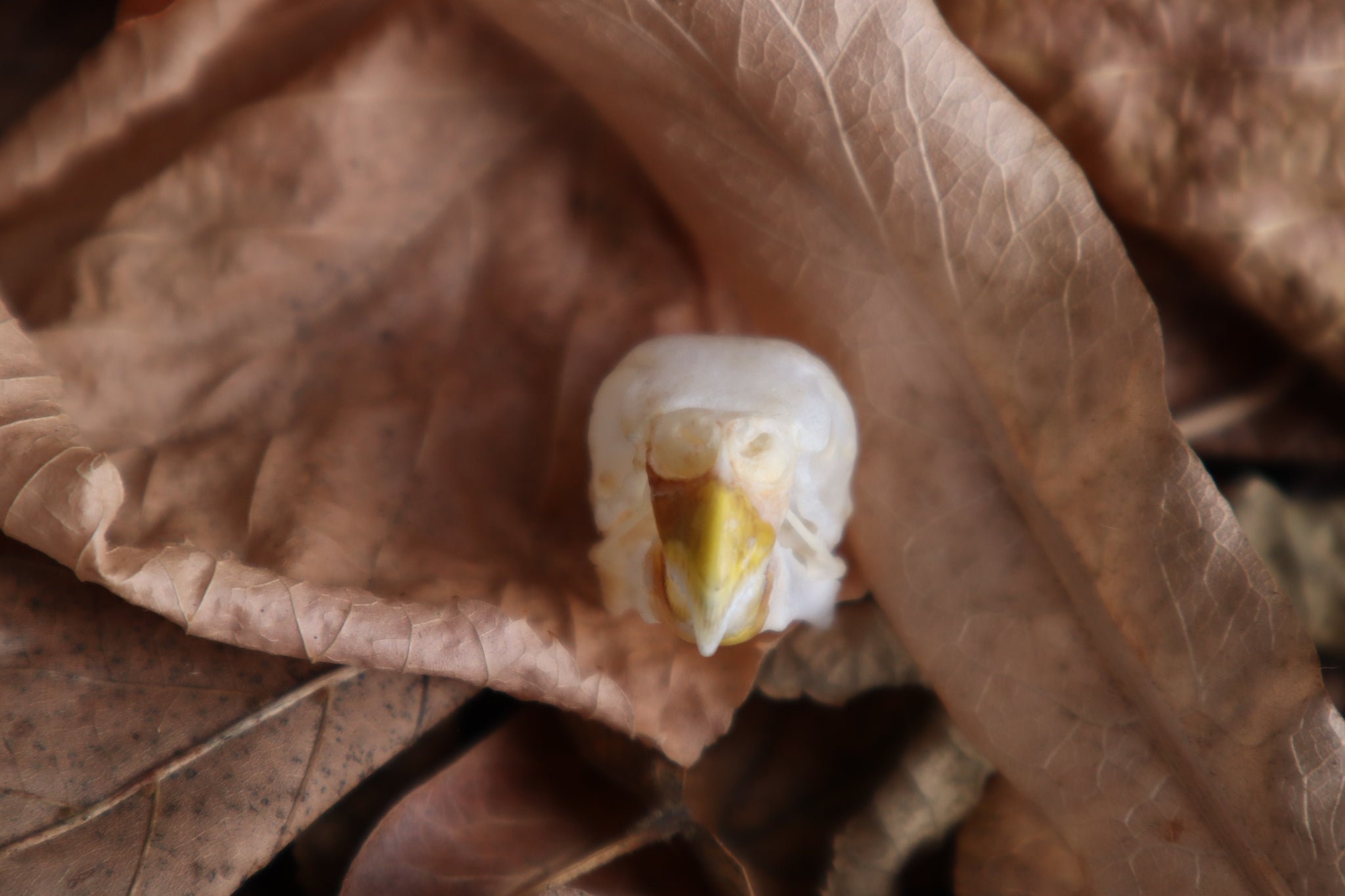 Parakeet Skull