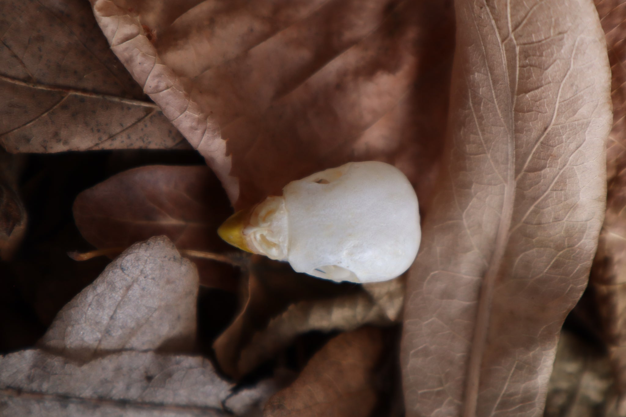 Parakeet Skull