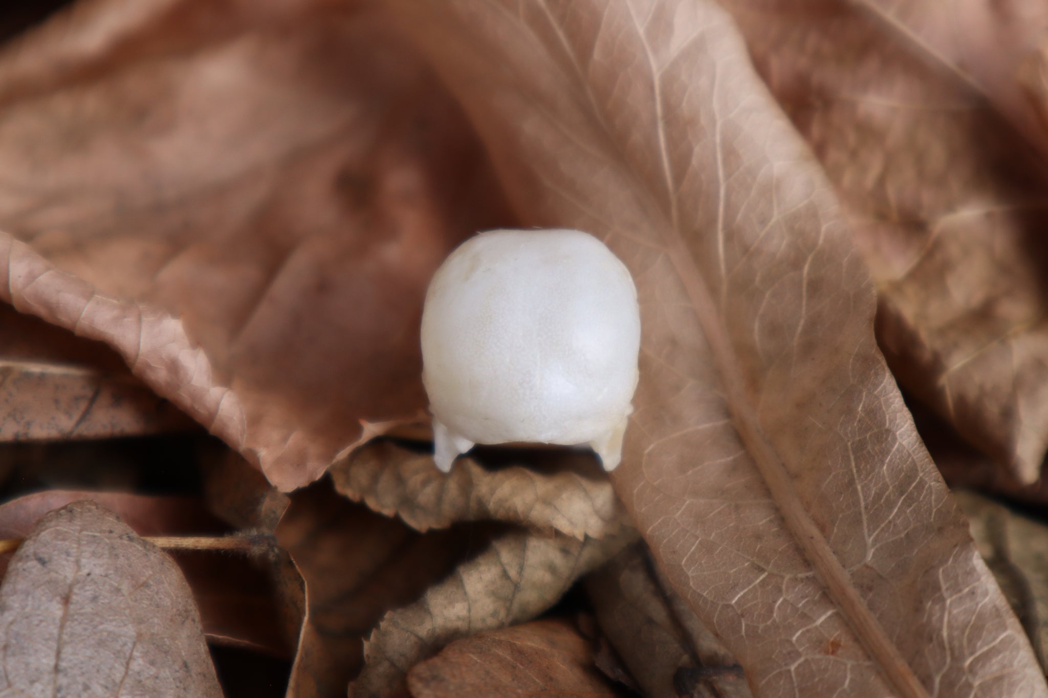 Parakeet Skull