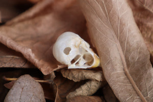 Parakeet Skull