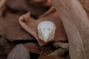 Parakeet Skull