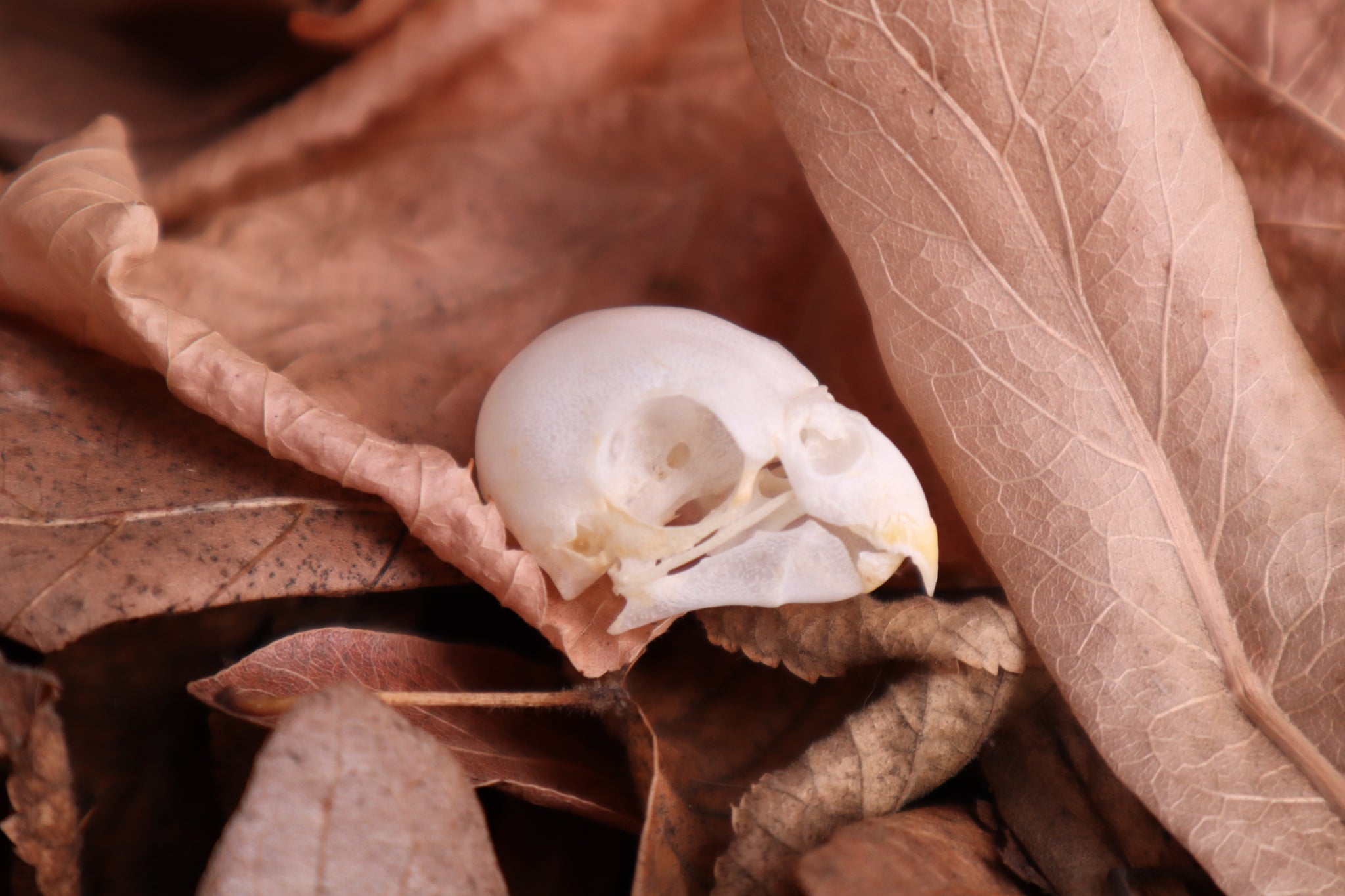 Parakeet Skull