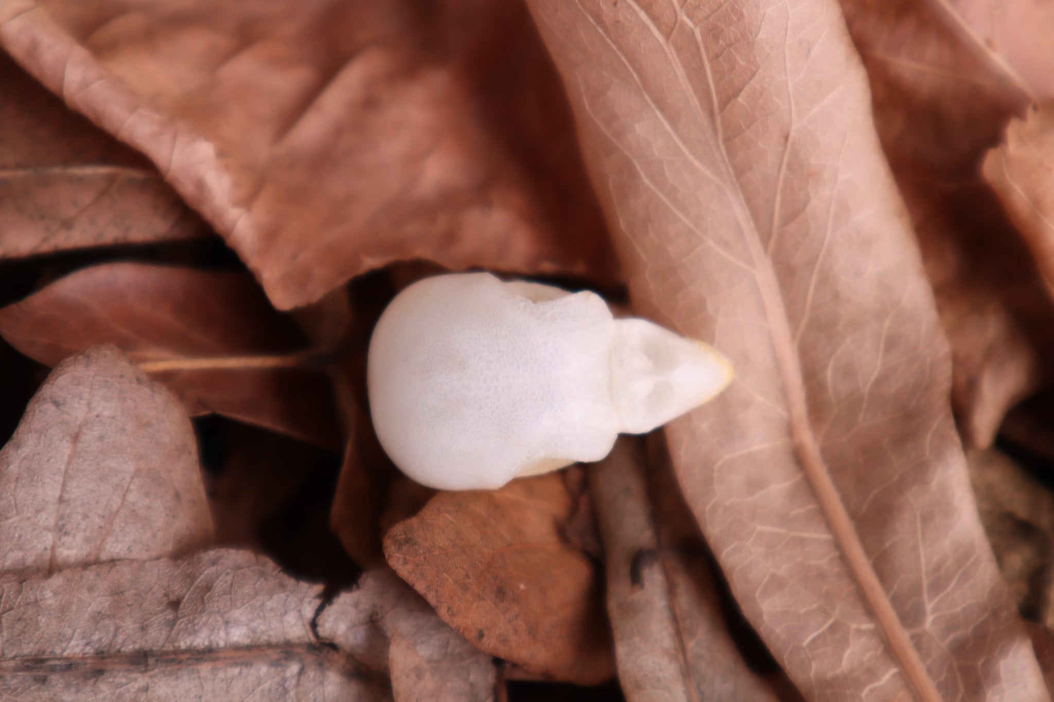 Parakeet Skull